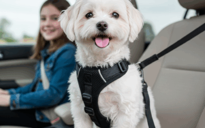 Cómo llevar a mi perro en el coche (y a mi gato) con seguridad y sin multas