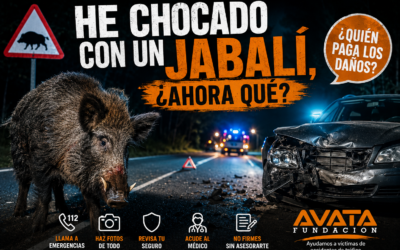 He chocado con un jabalí, ¿ahora qué?